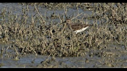 Sarıbacaklı kumkuşu