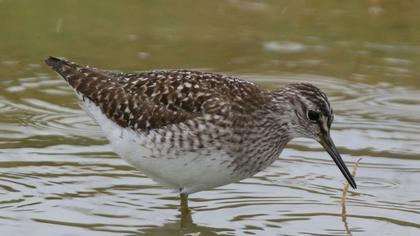 Orman düdükçünü