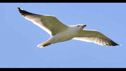 Van gölü martısı