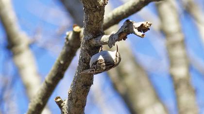 Orman tırmaşıkkuşu