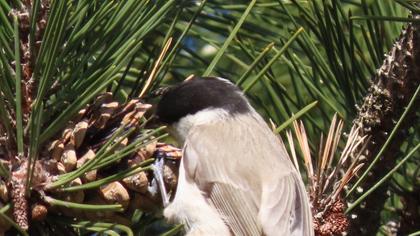 Kayın baştankarası
