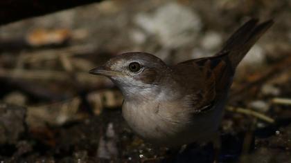 Akgerdanlı ötleğen