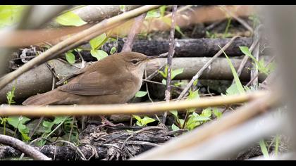 Bataklık kamışçını