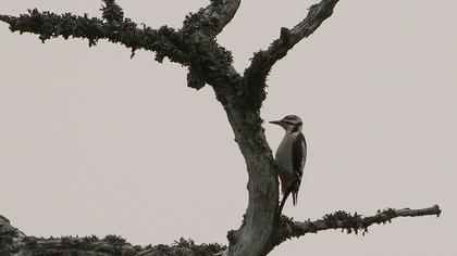 Orman alaca ağaçkakanı