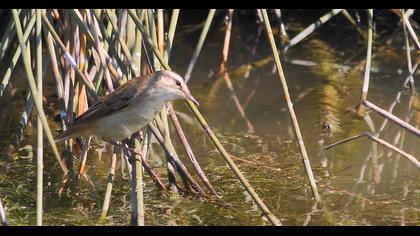 Kındıra kamışçını