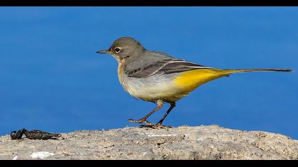 Dağ kuyruksallayanı