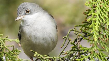 Akgerdanlı ötleğen