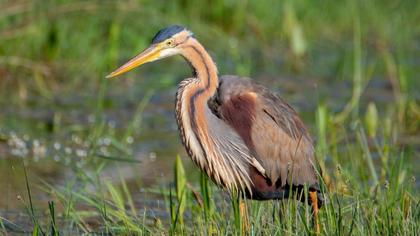 Erguvani balıkçıl