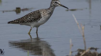 Orman düdükçünü