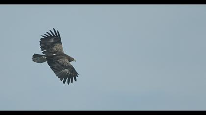 Küçük orman kartalı