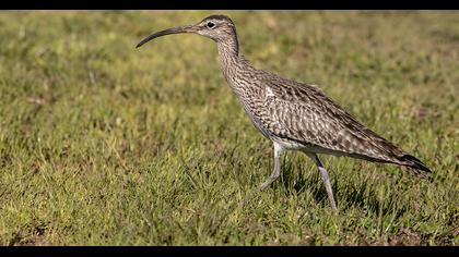 Sürmeli kervançulluğu