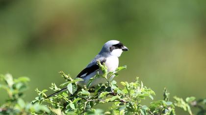 Karaalınlı örümcekkuşu