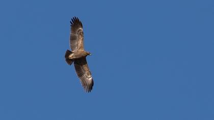 Küçük orman kartalı