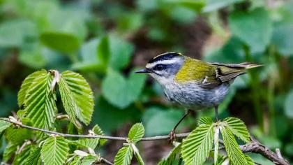 Sürmeli çalıkuşu