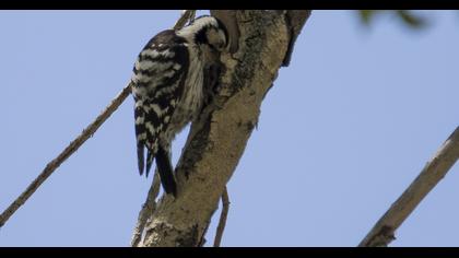 Küçük ağaçkakan