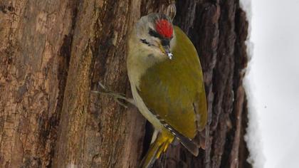 Küçük yeşil ağaçkakan