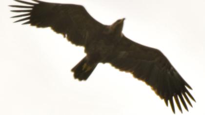 Küçük orman kartalı