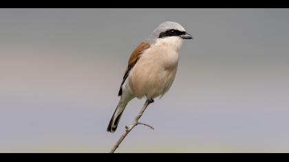 Kızılsırtlı örümcekkuşu