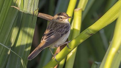 Kındıra kamışçını