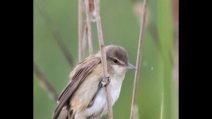 Büyük kamışçın