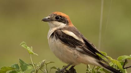 Kızılbaşlı örümcekkuşu
