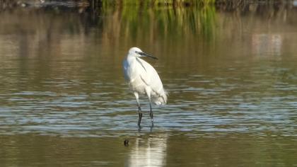 Küçük ak balıkçıl