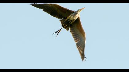 Erguvani balıkçıl