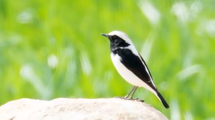 Aksırtlı kuyrukkakan