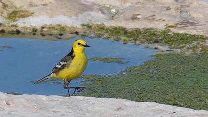 Sarıbaşlı kuyruksallayan