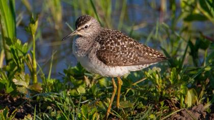 Orman düdükçünü