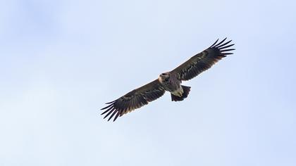 Küçük orman kartalı