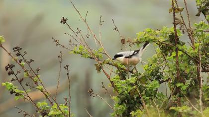 Karaalınlı örümcekkuşu