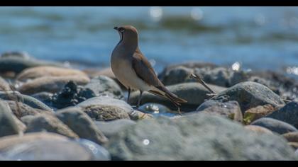 Bataklıkkırlangıcı