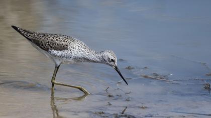 Bataklık düdükçünü