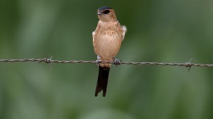 Kızıl kırlangıç