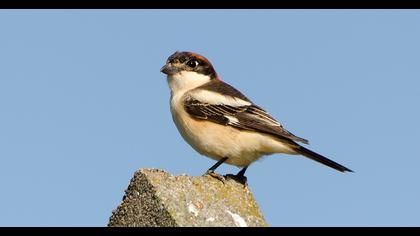 Kızılbaşlı örümcekkuşu