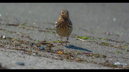 Kızılgerdanlı incirkuşu
