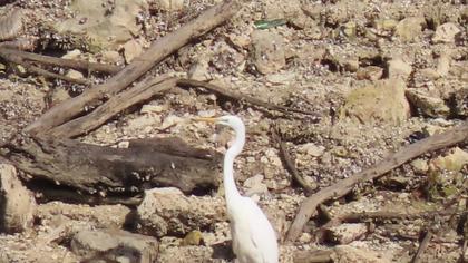 Büyük ak balıkçıl