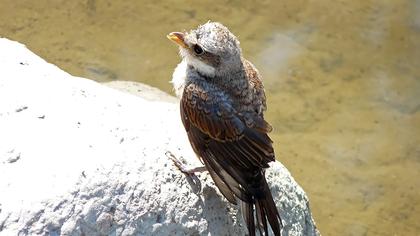 Kızılsırtlı örümcekkuşu