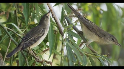 Çalı kamışçını