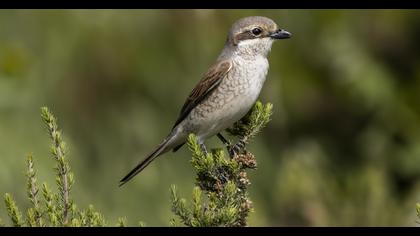 Kızılsırtlı örümcekkuşu