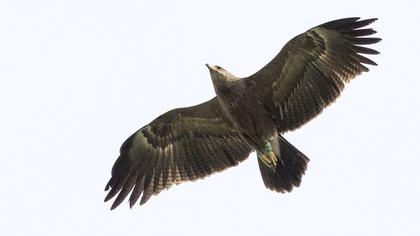 Küçük orman kartalı