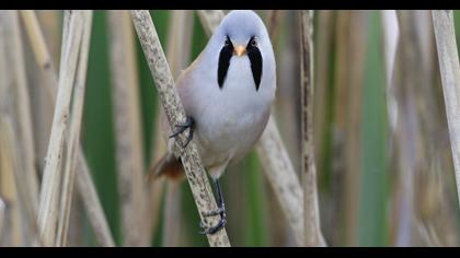 Bıyıklı baştankara