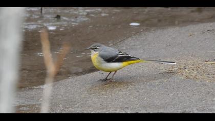 Dağ kuyruksallayanı