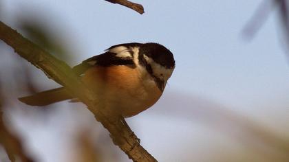Maskeli örümcekkuşu