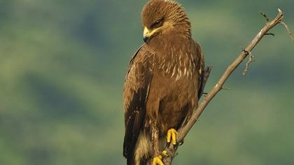 Küçük orman kartalı