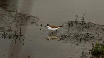 Halkalı küçük cılıbıt