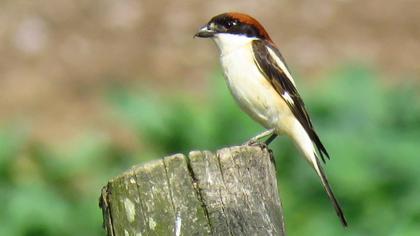 Kızılbaşlı örümcekkuşu