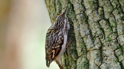 Bahçe tırmaşıkkuşu