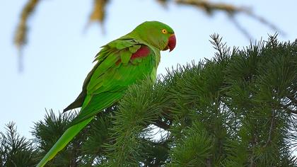 İskender papağanı